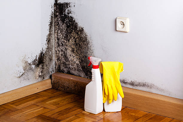 Trusted Littlestown, PA Mold Remediation Experts
